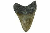Serrated, Fossil Megalodon Tooth - North Carolina #355845-2